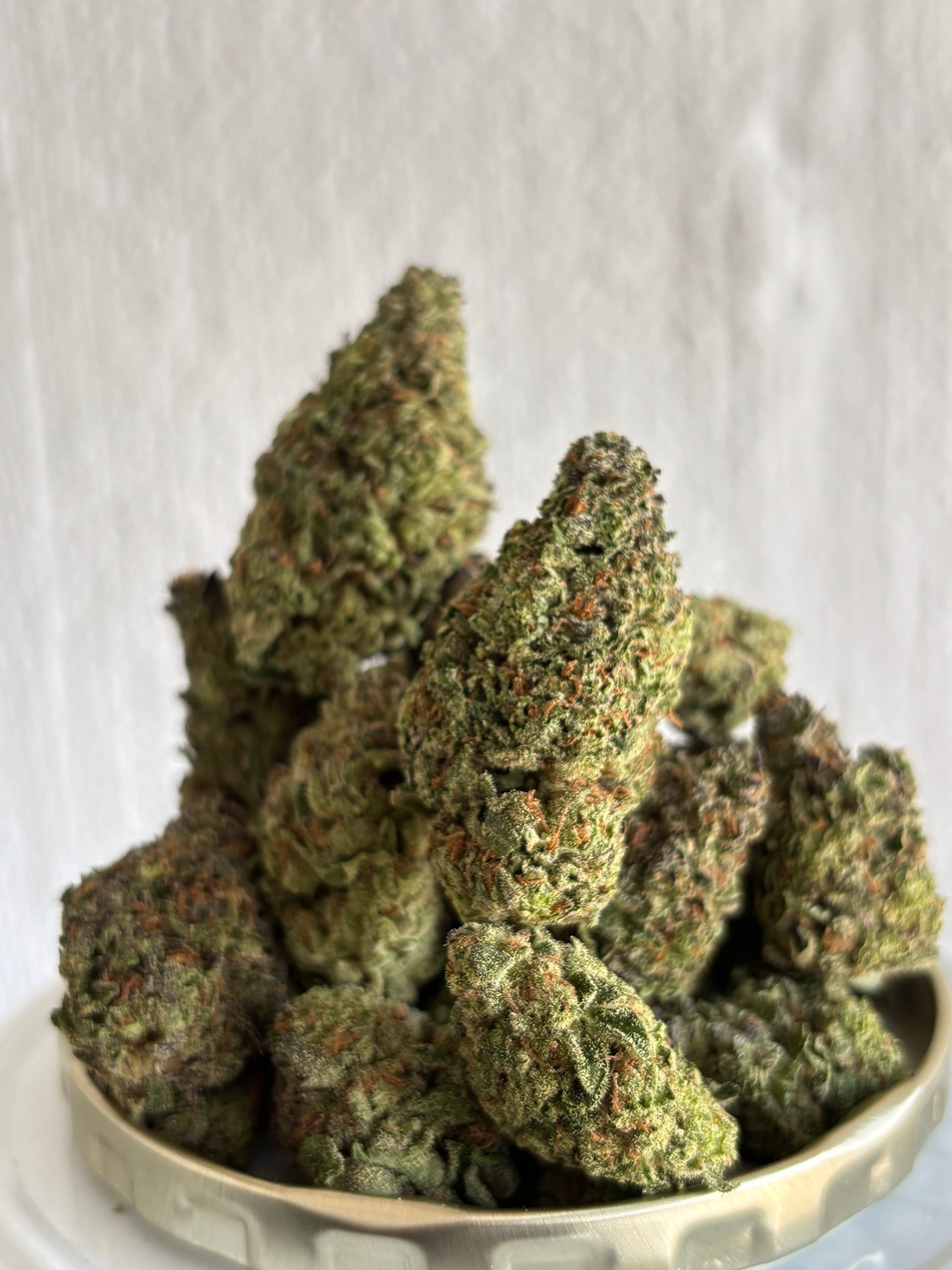 Purple mimosa