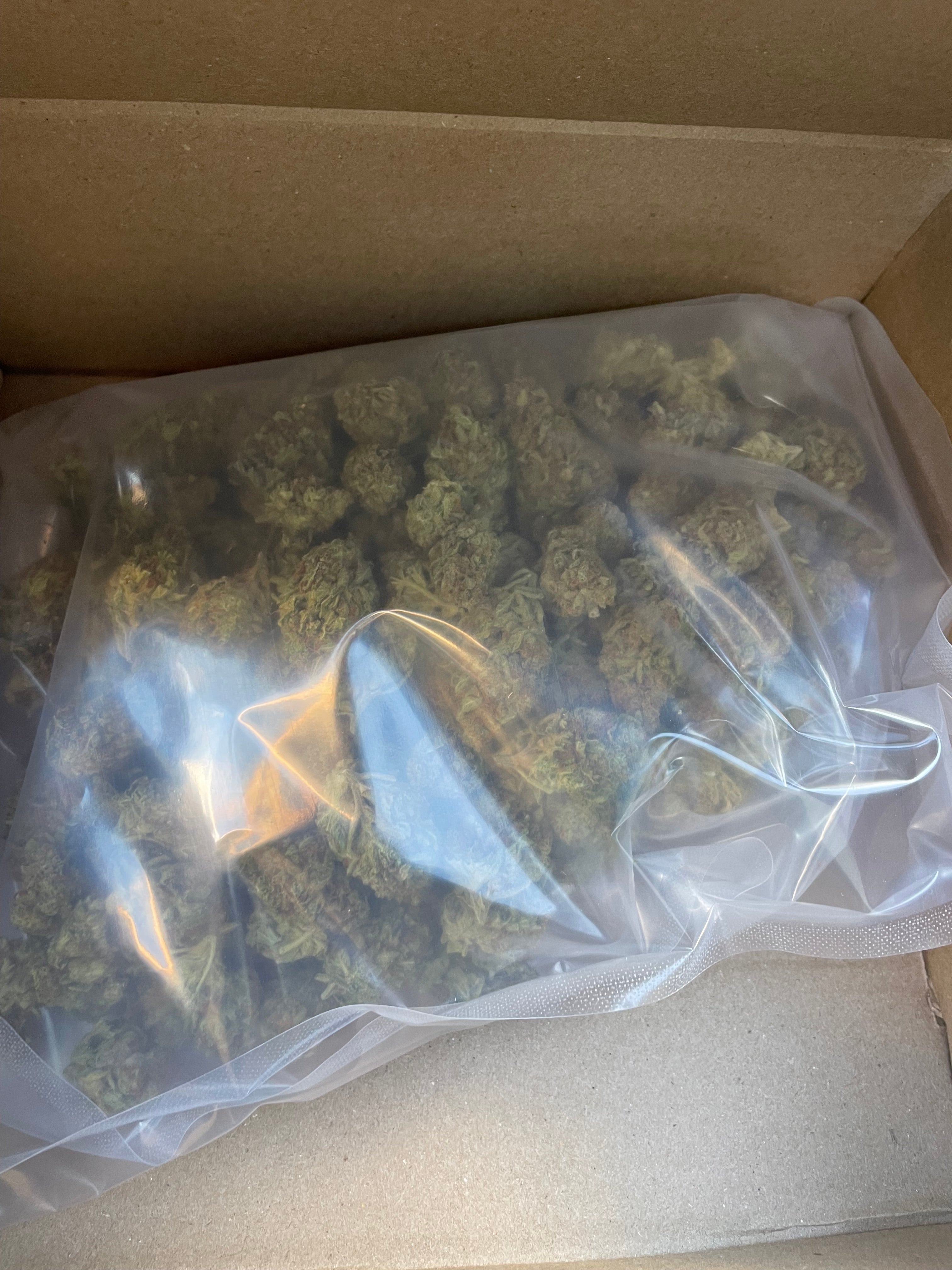 Apollo kush