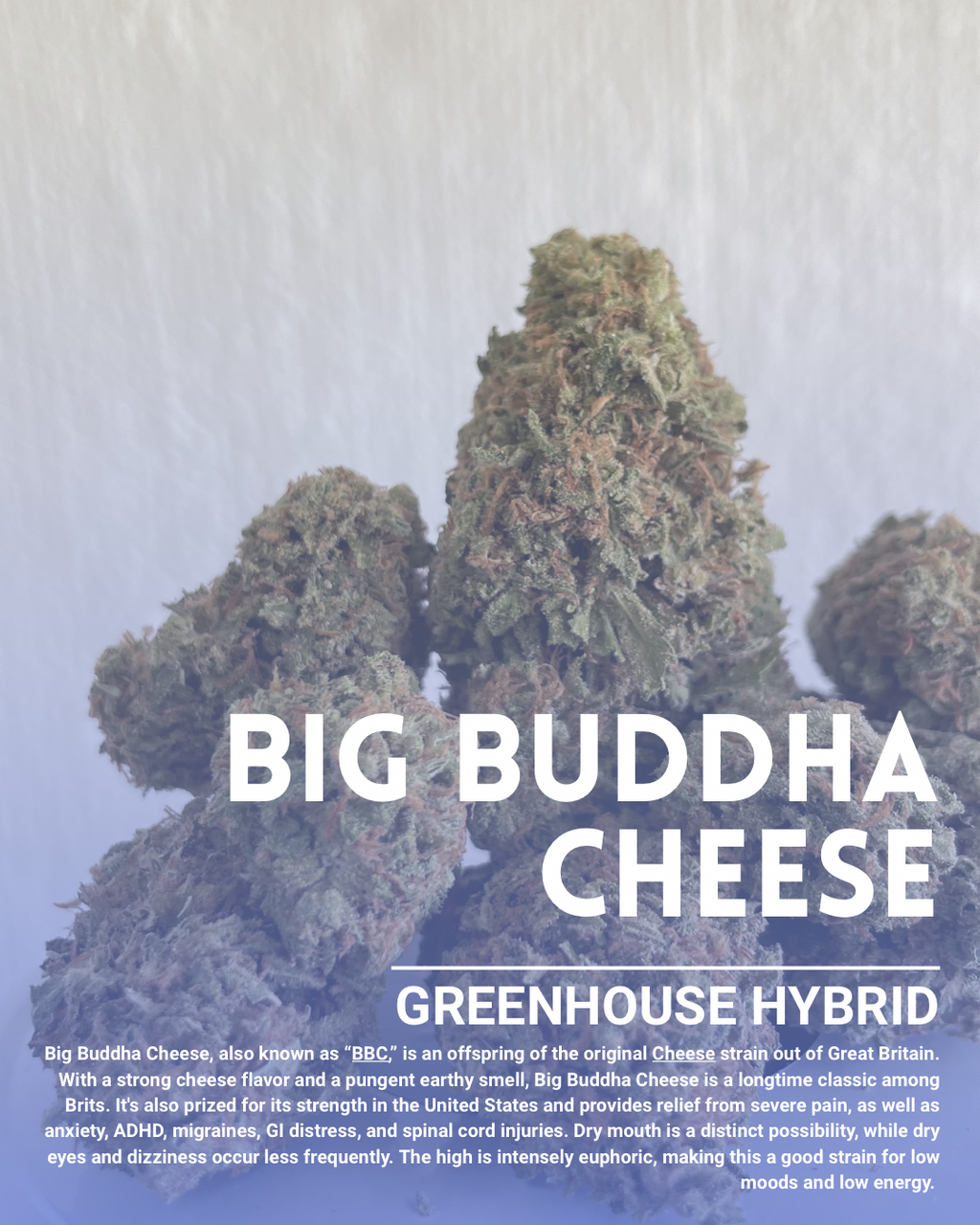 Big Bhuddha cheese