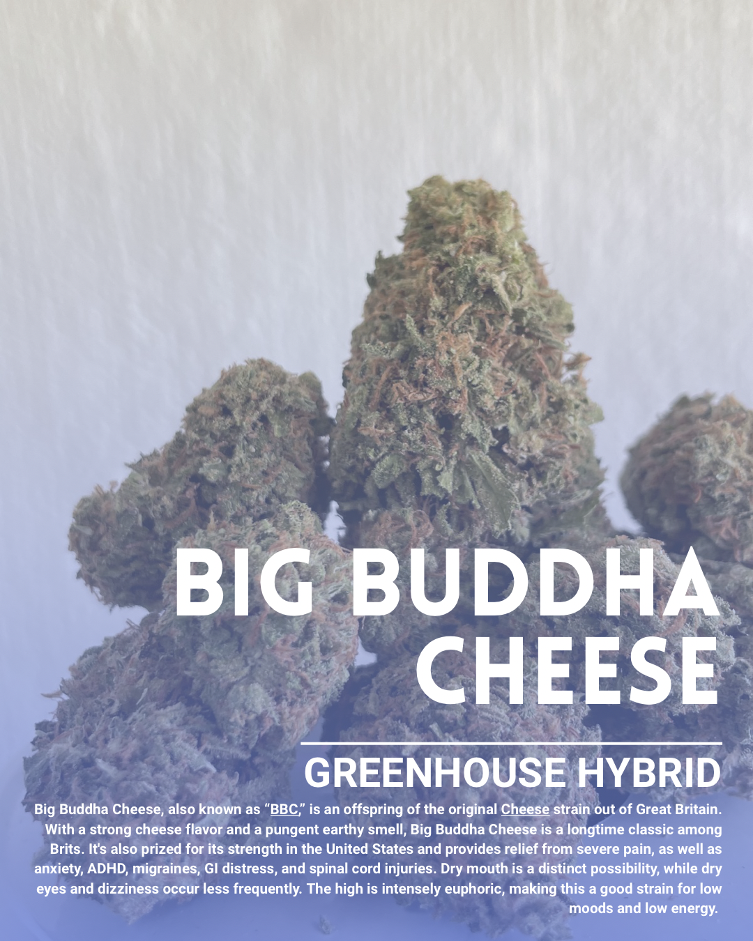 Big Bhuddha cheese