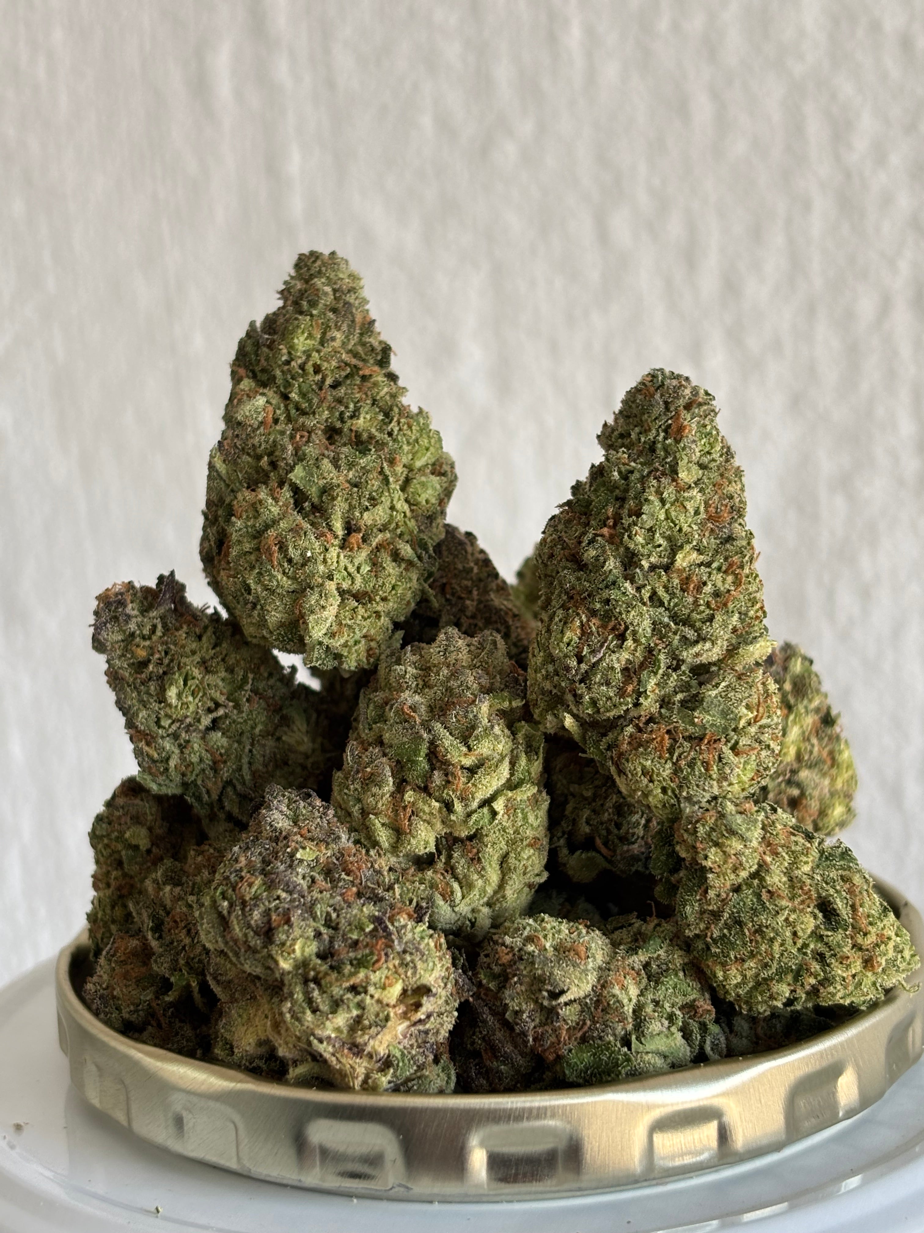 Purple mimosa