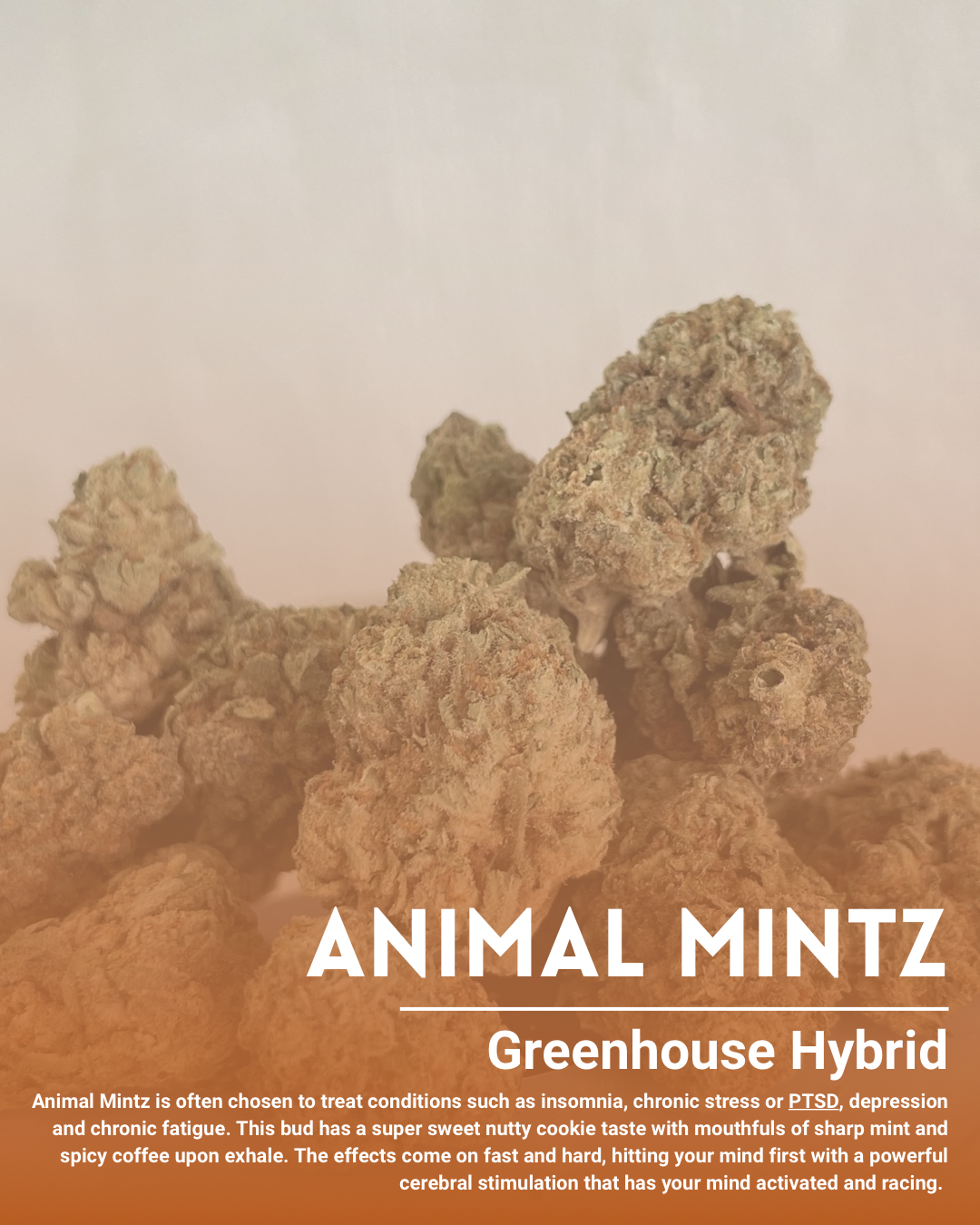 Animal mintz