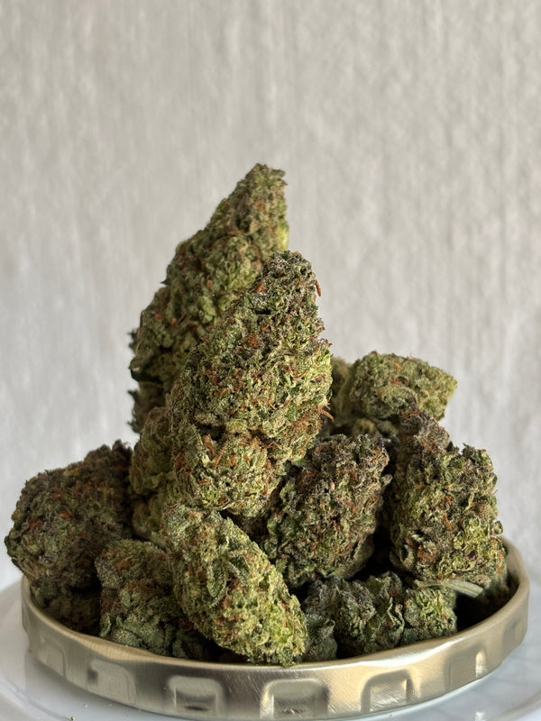 Purple mimosa