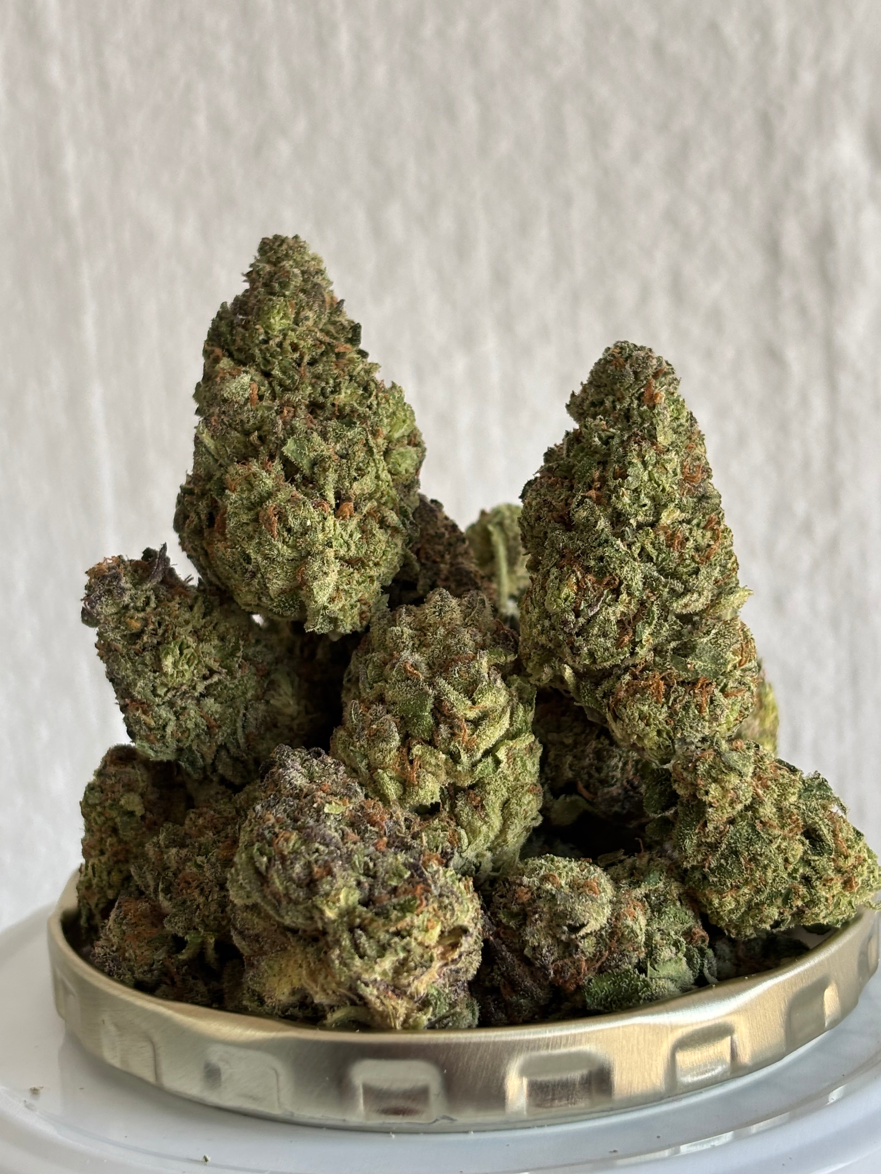 Purple mimosa